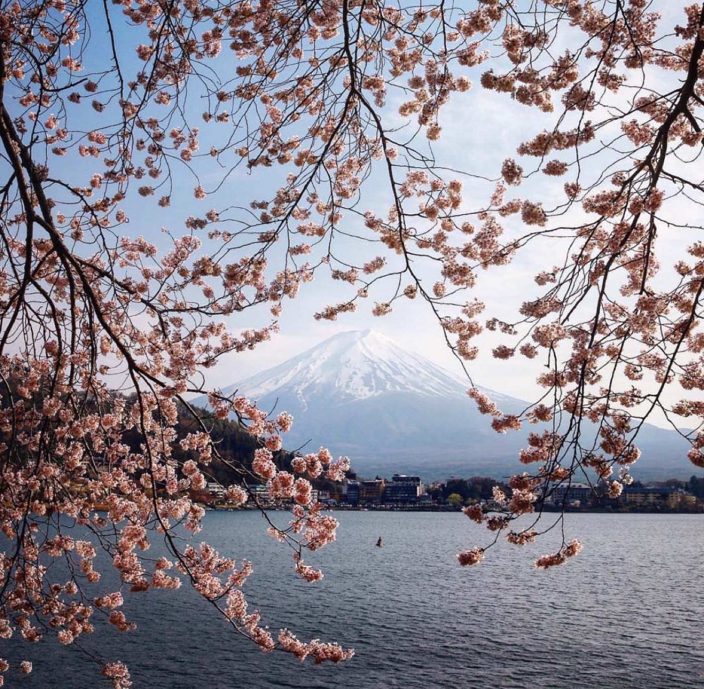 Cherry blossom over still water